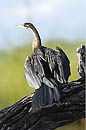 Reed Cormorant Chobe